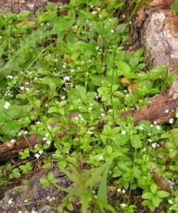 Galium rotundifolium