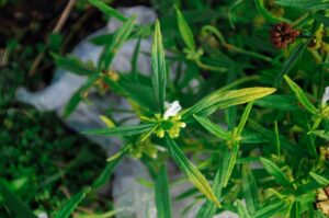 Galium rubioides