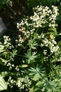 Galium sylvaticum