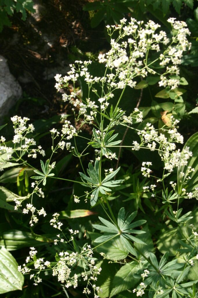 Galium sylvaticum