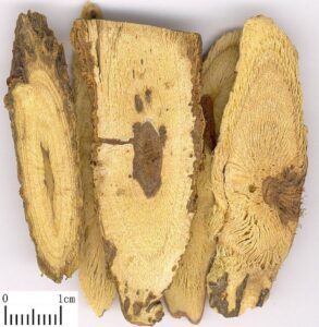 Glycyrrhiza uralensis