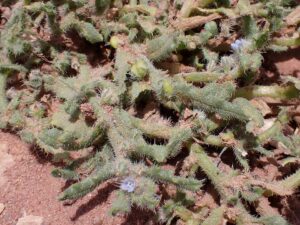 Gastrocotyle