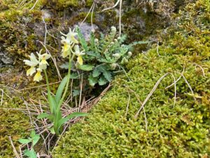 Orchis pauciflora