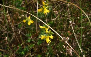 Genista anglica