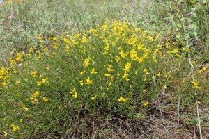 Genista carinalis