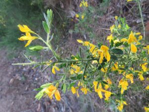 Genista falcata