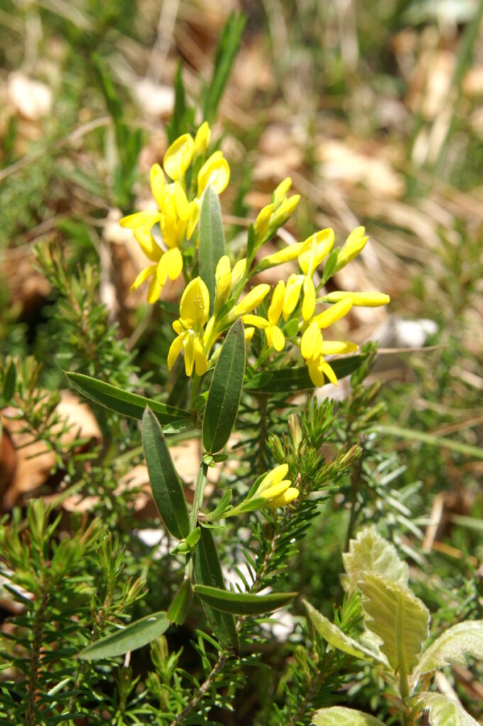 Genista januensis