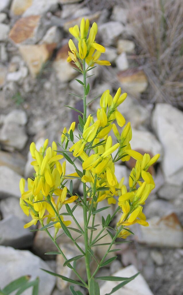 Genista sibirica