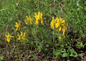 Genista tinctoria subsp. tinctoria