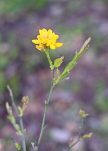Genista tridentata subsp. tridentata