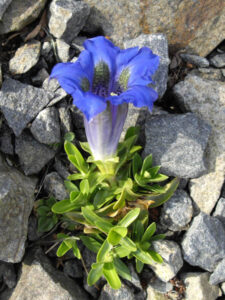 Gentiana acaulis subsp. acaulis