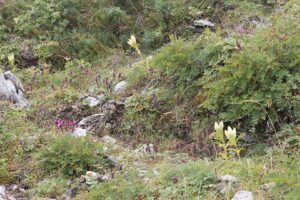 Pedicularis verticillata subsp. verticillata