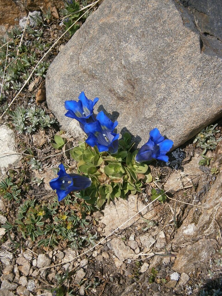 Gentiana alpina var. alpina