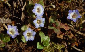 Gentiana aquatica subsp. aquatica