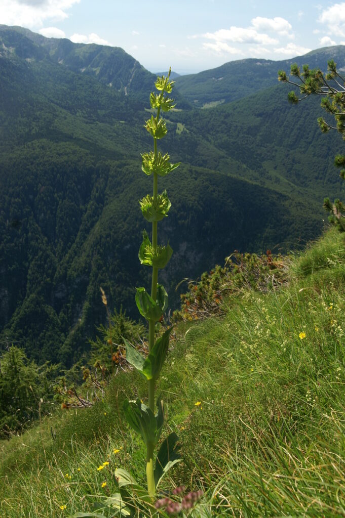 Gentiana lutea subsp. lutea