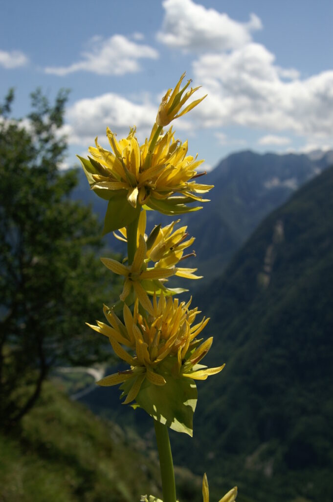 Gentiana lutea subsp. symphyandra