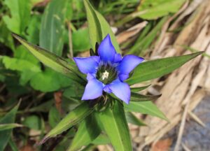 Gentiana scabra var. scabra