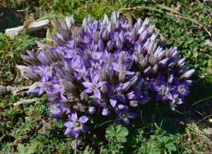 Gentianella austriaca