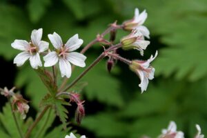 Geranium albiflorum