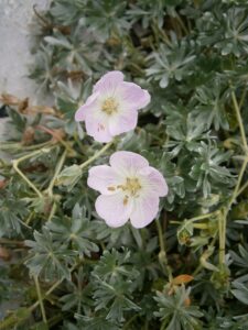 Geranium argenteum