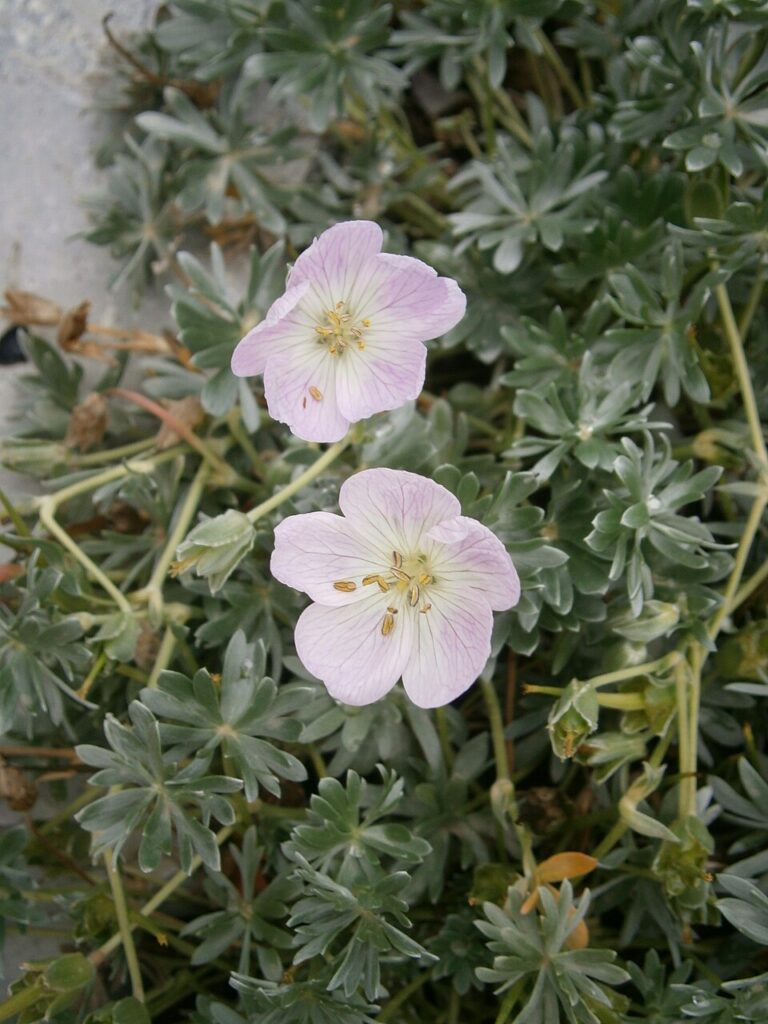 Geranium argenteum