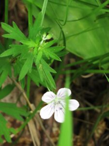 Geranium dahuricum