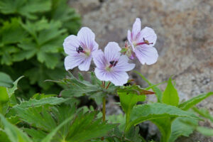 Geranium erianthum