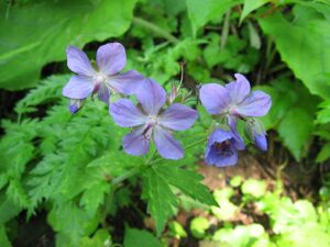 Geranium platyanthum