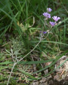 Geranium macrostylum