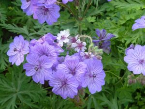 Geranium malviflorum