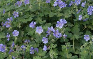Geranium peloponesiacum