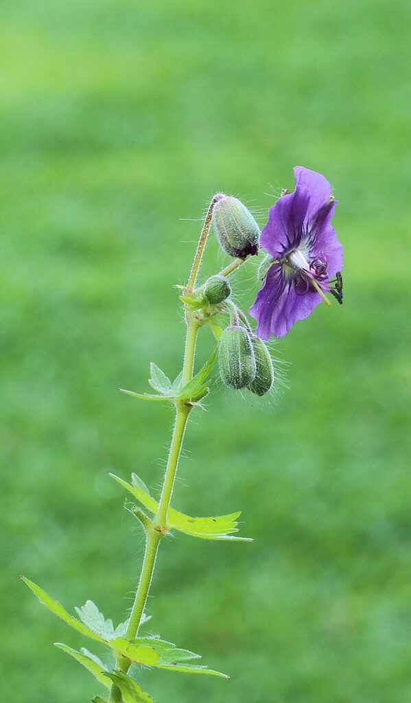 Geranium phaeum