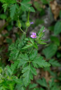 Geranium purpureum