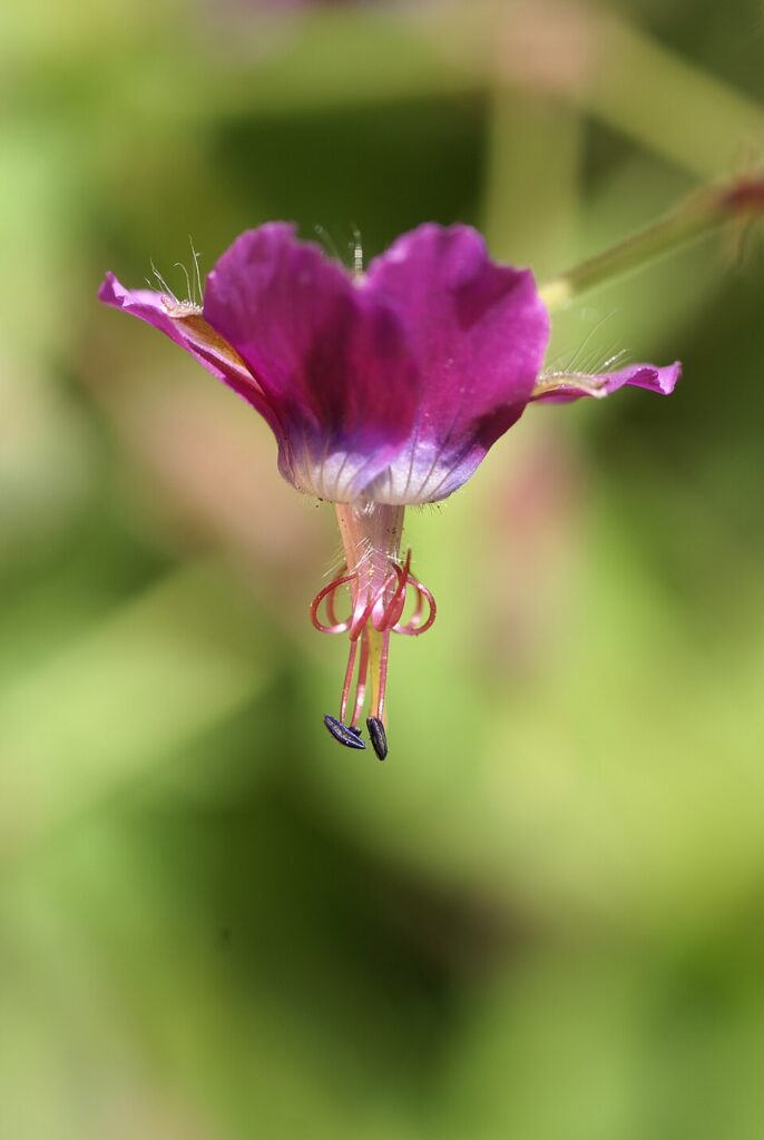 Geranium reflexum