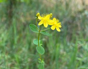 Hypericum maculatum subsp. maculatum