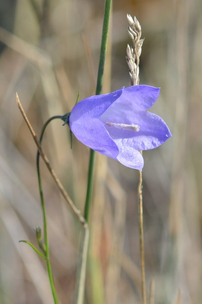 Campanula giesekiana