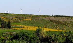 Cytisus striatus subsp. striatus