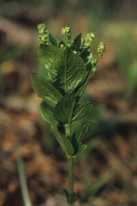 Mercurialis ovata