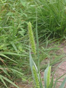 Setaria viridis
