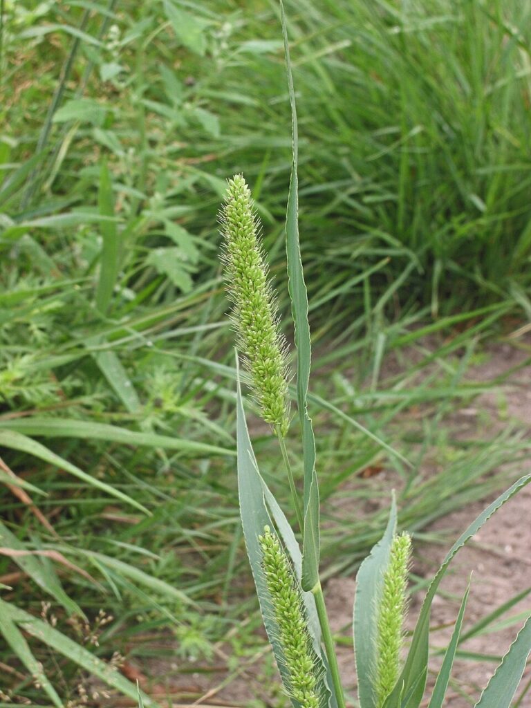 Setaria viridis