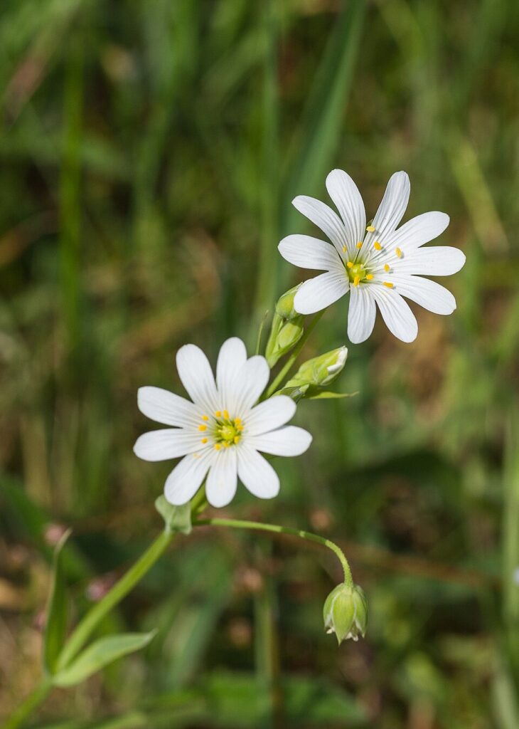 Stellaria holostea