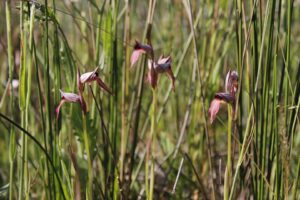 Serapias lingua