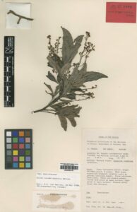 Guioa novobritannica