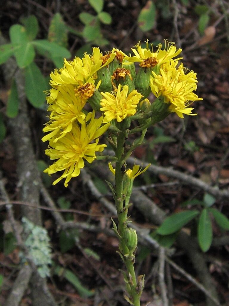 Hieracium laevigatum subsp. laevigatum