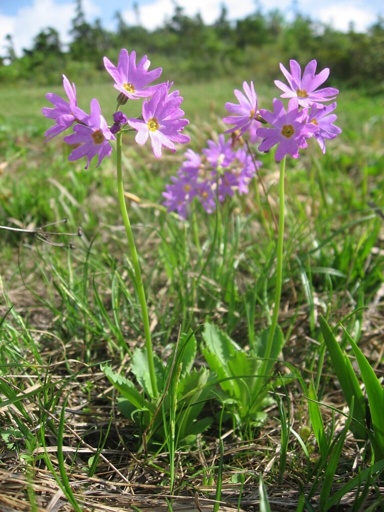 Primula cuneifolia