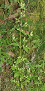 Halenia corniculata
