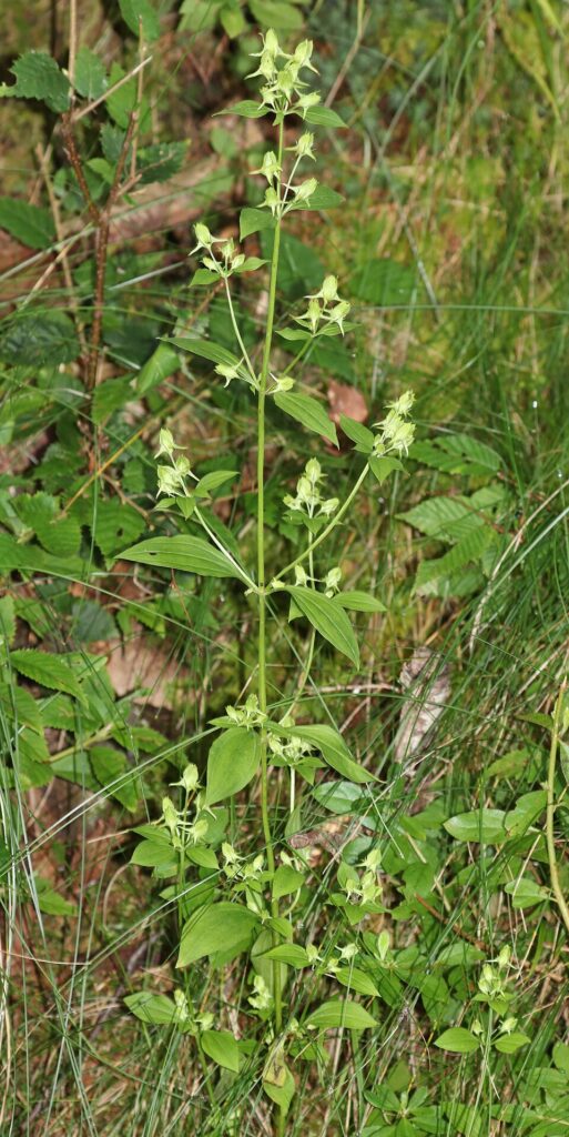 Halenia corniculata