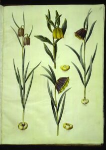 Fritillaria pyrenaica subsp. pyrenaica