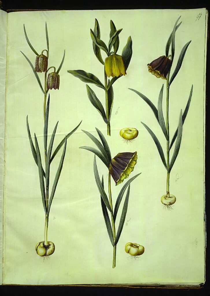 Fritillaria pyrenaica subsp. pyrenaica