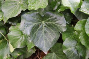 Hedera crebrescens